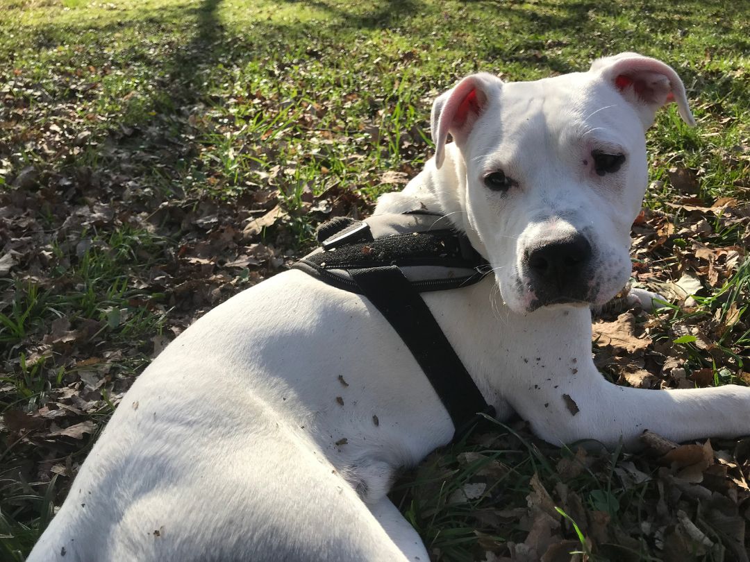 Dogo-Argentino-Welpe Dogo Argentino Welpe entspannt auf Wiese