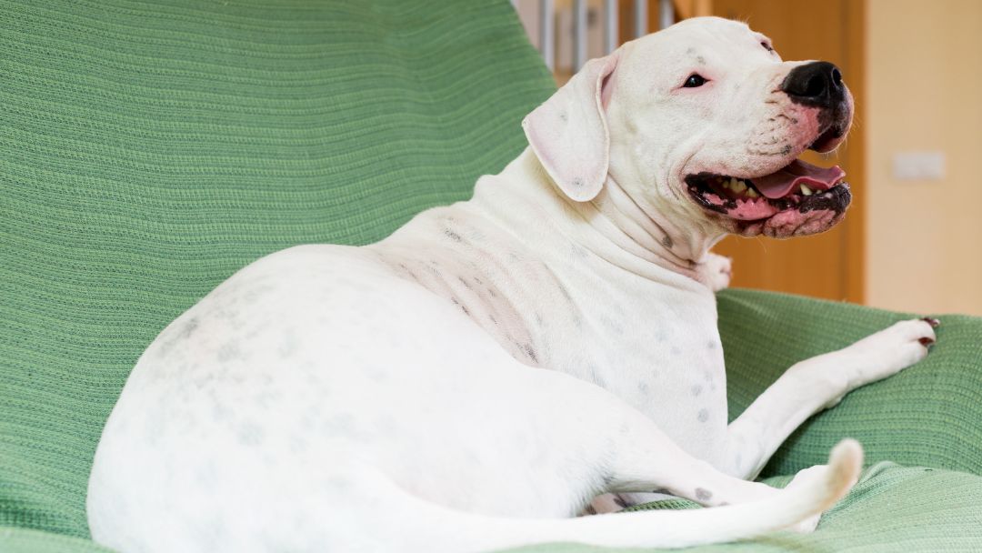 Dogo-Argentino-Wesen Freundlicher Dogo Argentino liegt entspannt