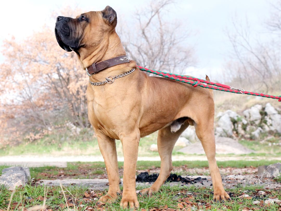 Dogo-Canario-haltung Dogo Canario steht stolz an der Leine.
