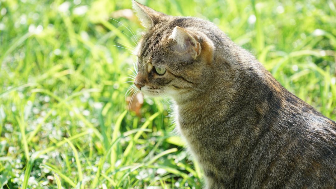 Europäisch-Gesundheit-Ernährung Europäisch Kurze Katze im Garten. Sie benötigen viel Freigang.