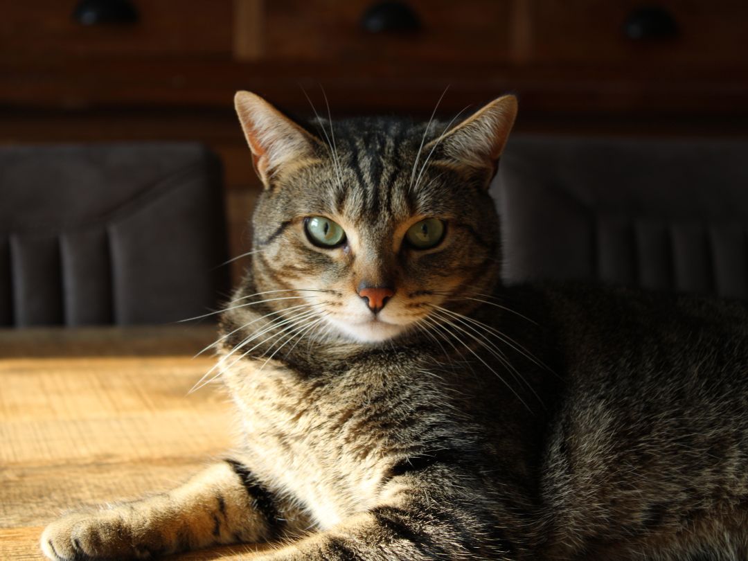 Europäisch-Kurzhaar-Charakter-geschichte Europäisch Kurzhaar Katze. Diese Katzen sind zwar sehr selbstständig, haben aber auch einen menschenbezogenen Charakter.