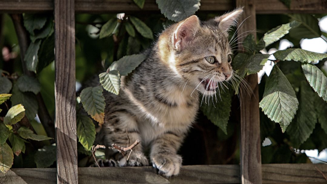 Europäisch-Kurzhaar-Kitten-Haktung Europaeisch-Kurzhaar-Kitten