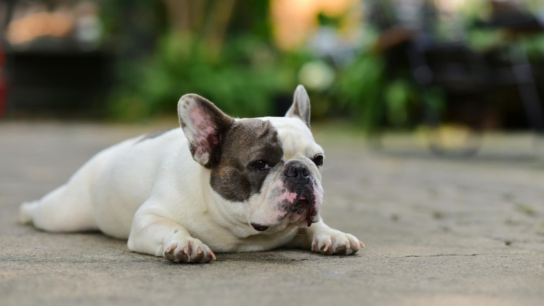 Französische-Bulldogge-Faul Faule und bockige Französische Bulldogge liegt auf dem Boden rum.