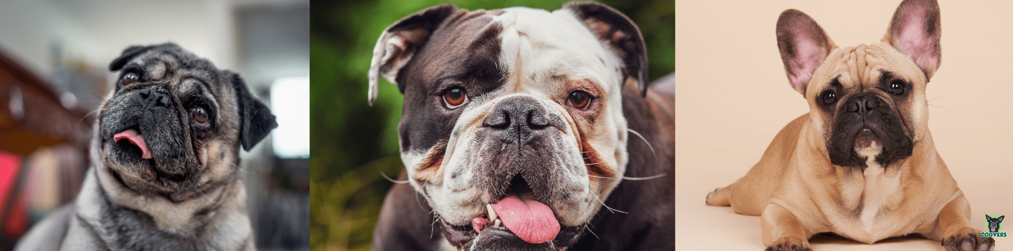 Französische Bulldogge, Mops und englische Bulldogge Portraint Franzoesische Bulldogge Mops und englische Bulldogge Portraint