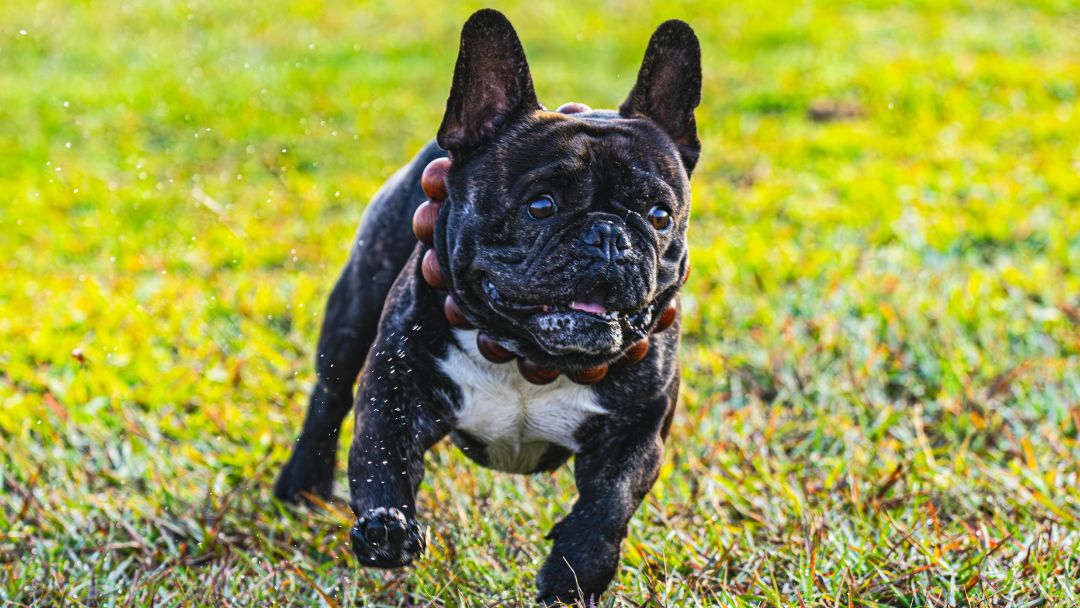 Französische-Bulldogge-aktiv-spielt Gesunde und aktive Französische Bulldogge rennt über die Wiese