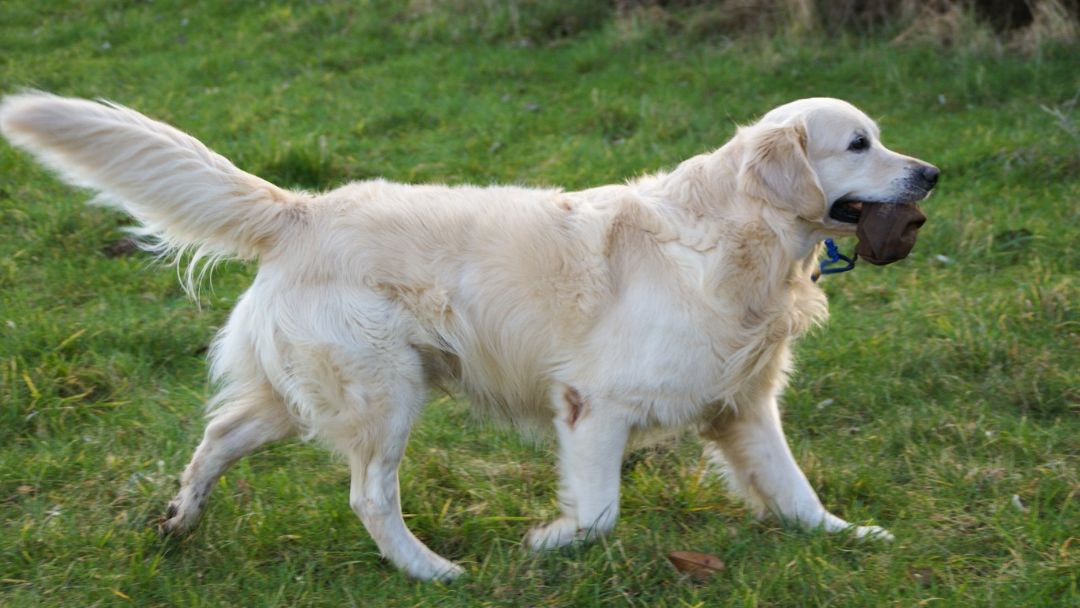 Golden-Retriever-Apportieren-Hundesport Gesunder und glücklicher Golden Retriever apportiert