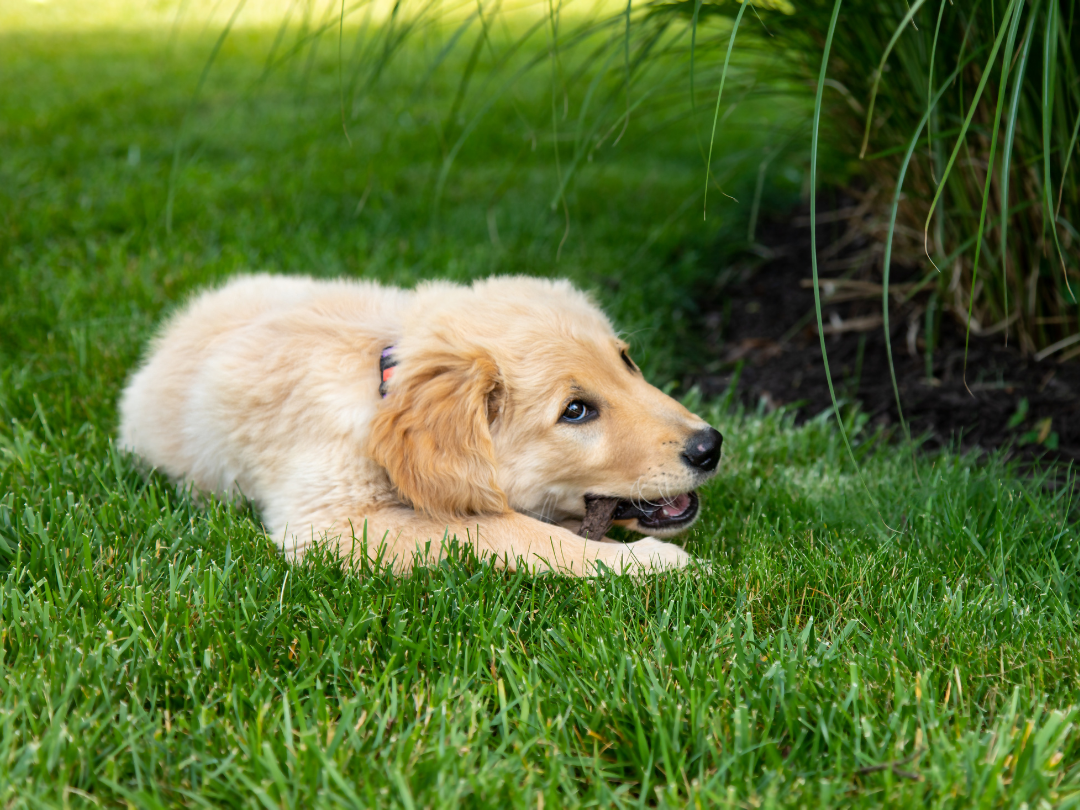 Golden Retriever welpe Golden Retriever Welpe spielt auf einer Wiese