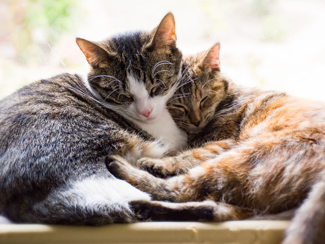 Hauskatze-Charakter-geschichte Zwei Hauskatzen kuscheln.