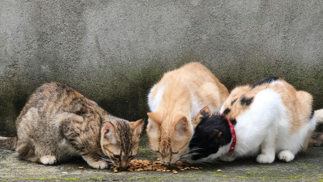 Hauskatze-Gesundheit-ernährung Verschiedene Hauskatzen fressen.