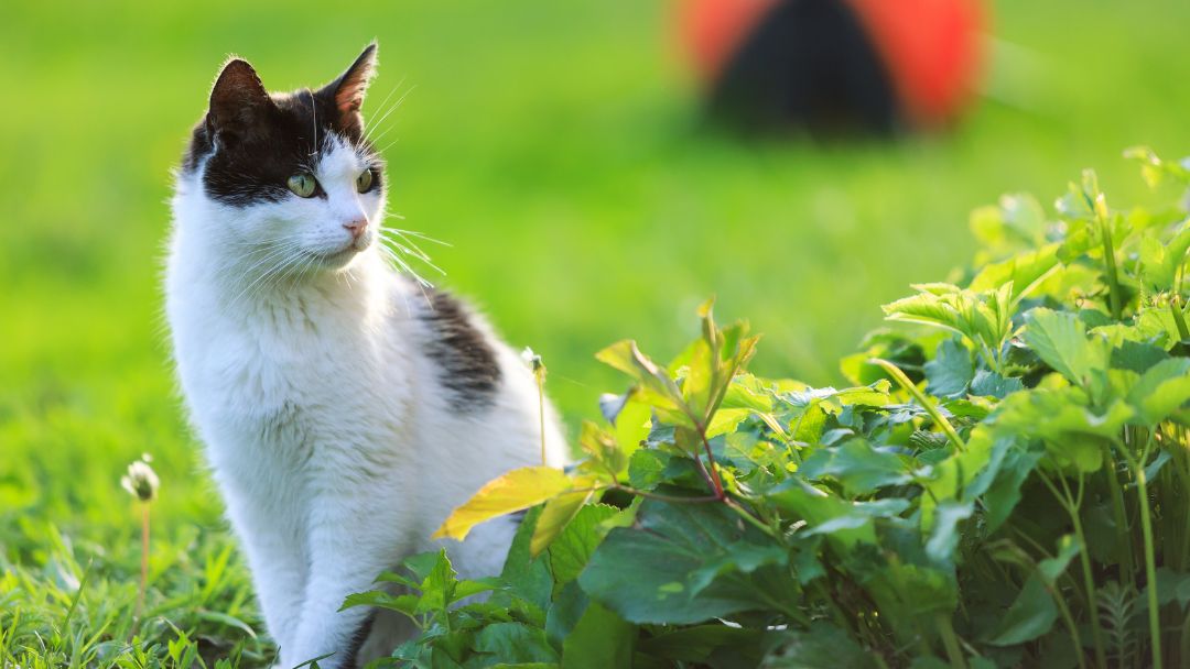 Hauskatze-Haltung-Pflege Hauskatze im Garten. Sie brauchen viel Freigang.