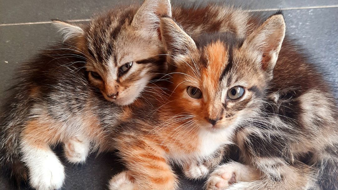 Hauskatze-kitten-haltung Hauskatzen Kätzchen