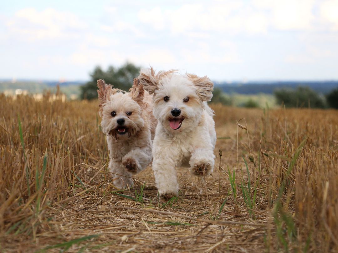 Havaneser Zwei Havanese spielen gemeinsam.
