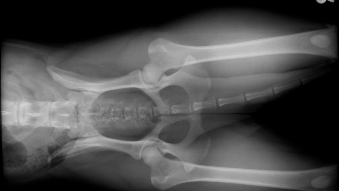 Hüftgelenksdysplasie-hund-diagnose-behandlung Röntgenbild von Hundehüfter. Ein Tierarztbesuch ist essentiell, um die Krankheit zu diagnostizieren.
