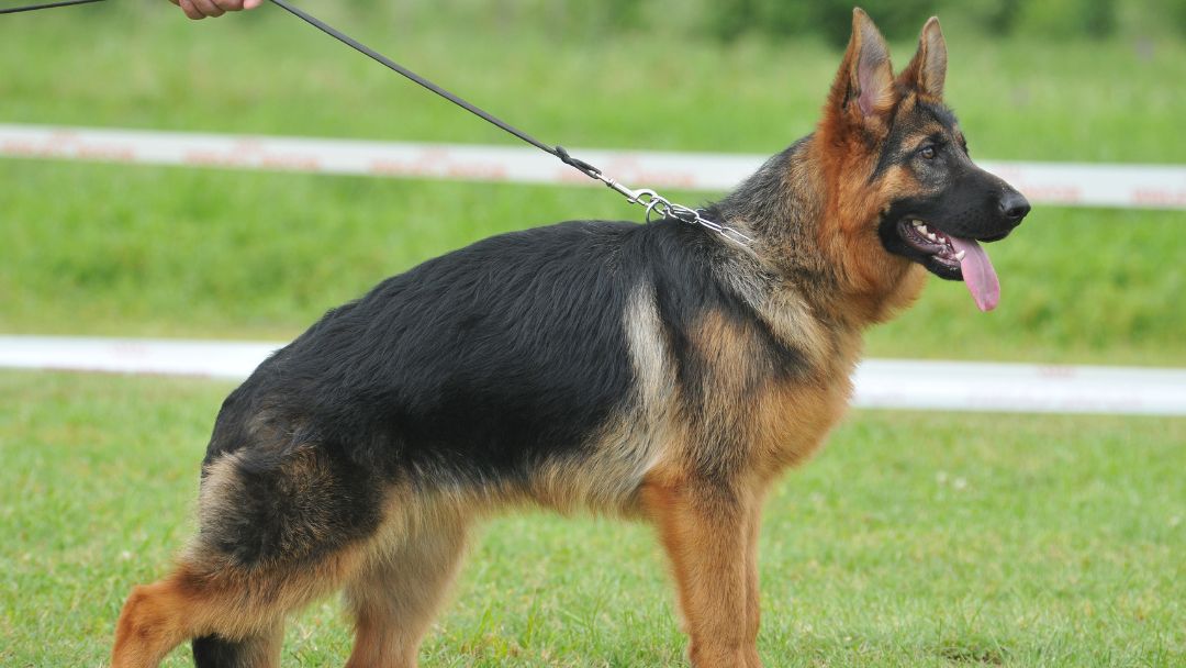 Hüftgelenksdysplasie-hund-symptome-ursachen Deutscher Schäferhund mit niedriger Hüfte. Aufgrund der Züchtung sind diese Hunde besonders häufig von Hüftdysplasie betroffen.