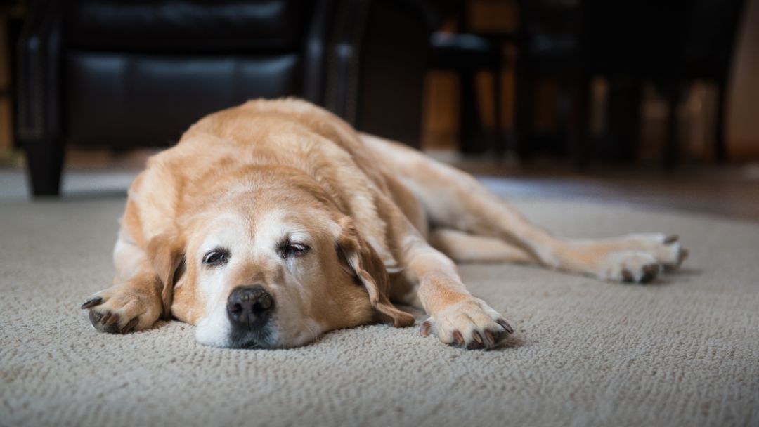 Hüftgelenksdysplasie-hund Hund mit Hüftdysplasie liegt traurig auf dem Boden