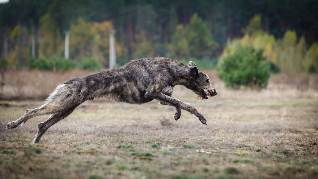 Irischer-Wolfshund-aktiv-gesund Irischer Wolfshund im Sprung. Aktive Hunderasse.