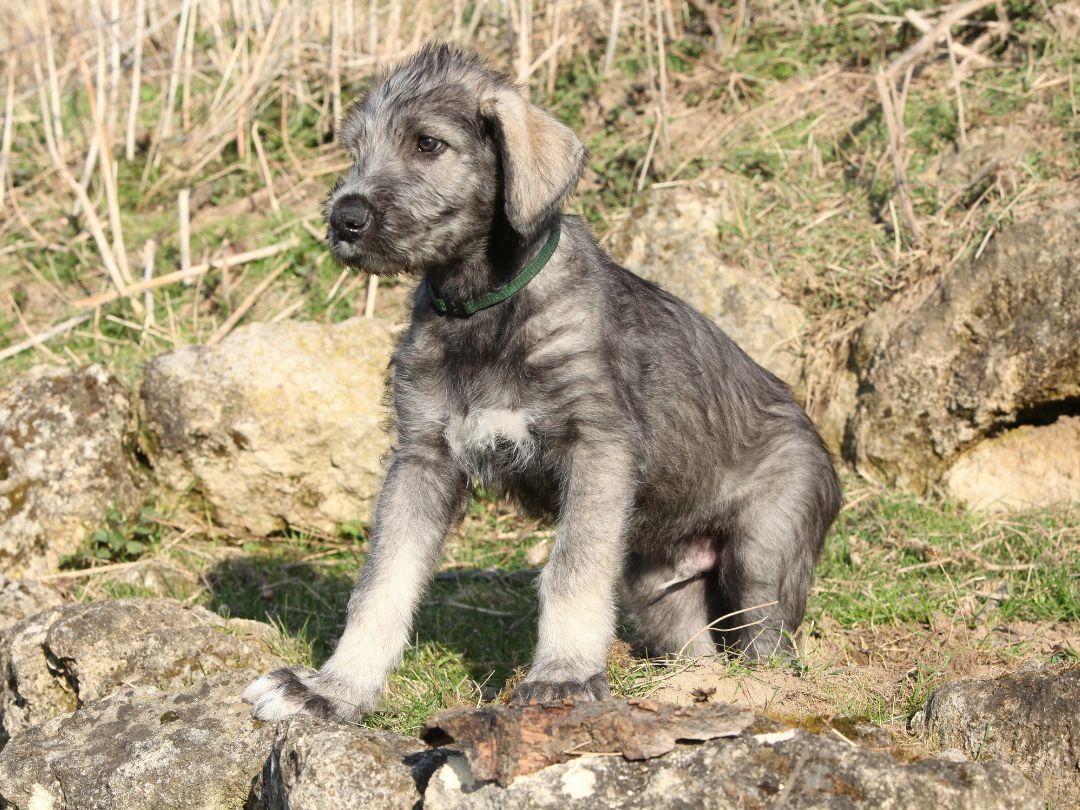 Irischer-Wolfshund-welpe Irischer Wolfshunds Welpe