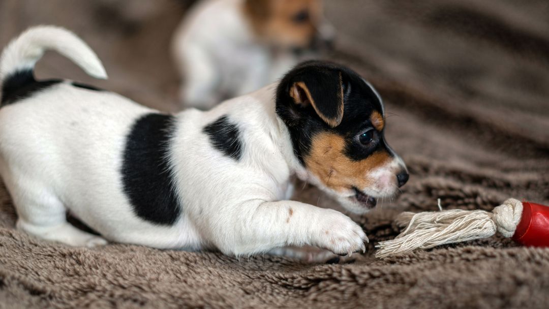 Jack-Russel-Terrier-Welpe Jack-Russell-Terrier-Welpe spielt