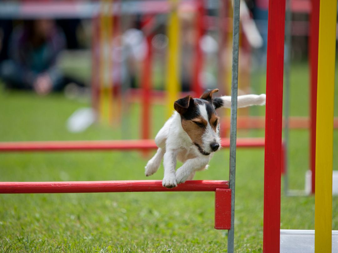 Jack-russel-gesund-aktiv Jack Russel beim Hundesport Agility