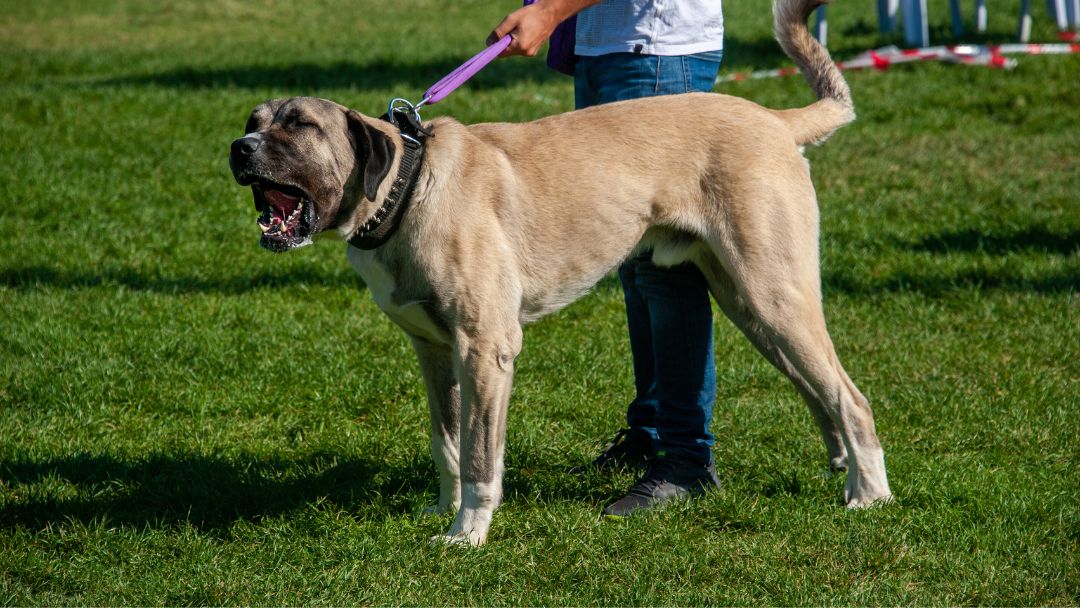 Kangal-Listenhund-haltung Kangal an der Leine. Der Kangal ist ein Listenhund. Bei der Haltung sind einige Gesetze und Bestimmungen zu beachten.