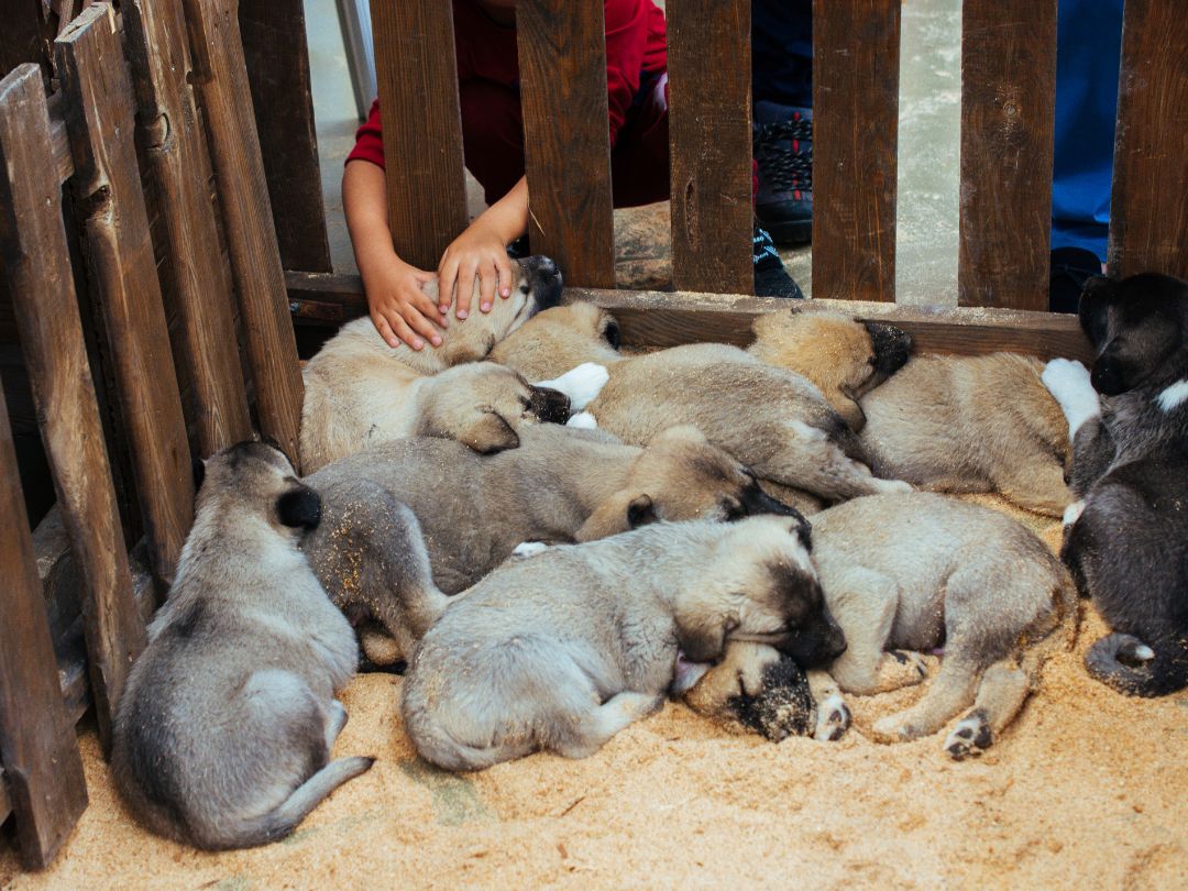 Kangal-Welpen Kangal Welpen. Türkische Herdenschutzhund Zucht.