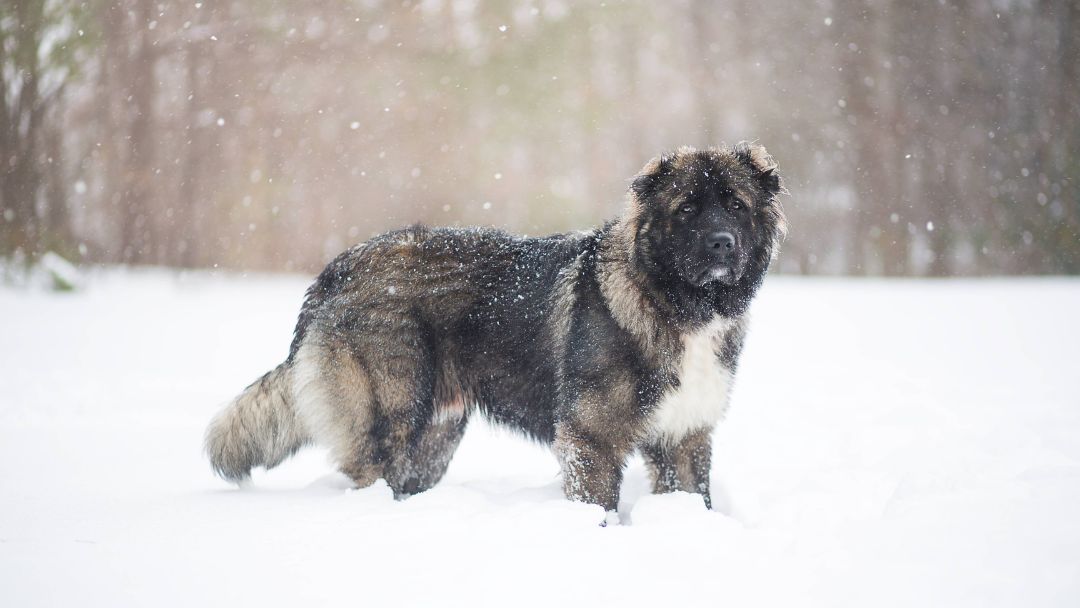 Kaukasischer-Owtscharka-Wachsamer-charakter Kaukasischer Owtscharkas im Schnee. Sie werden heufig draußen gehalten.