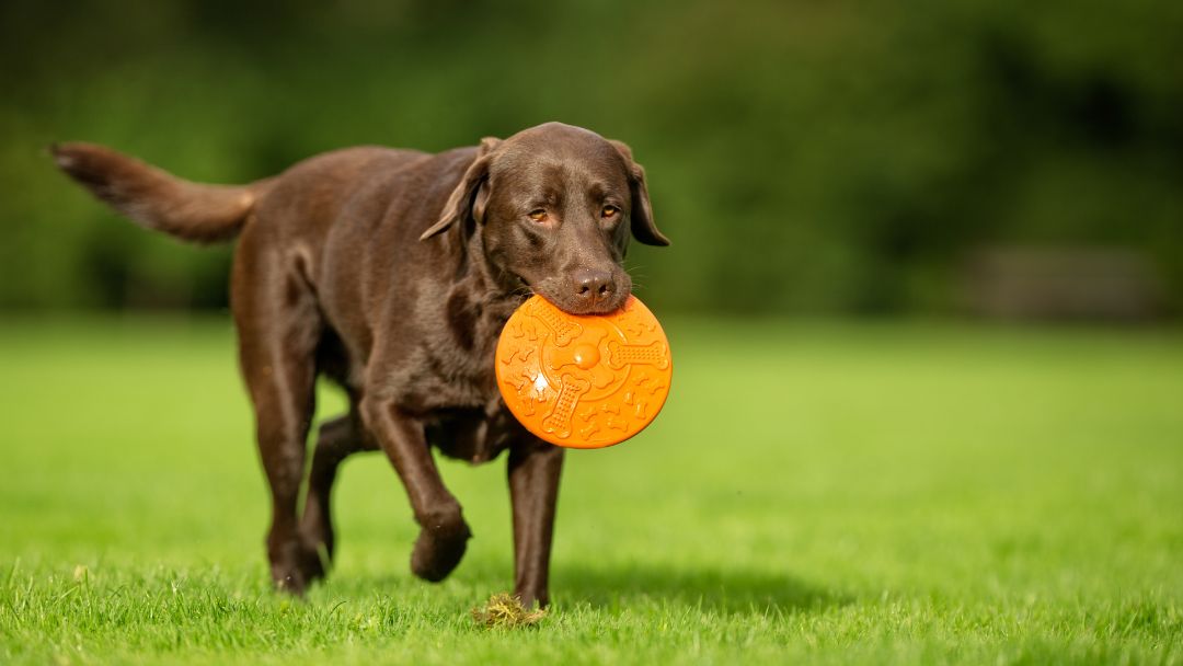Labrador-aktiv-gesund Gesunder Labrador hat spaß beim Apportieren und Hundesport