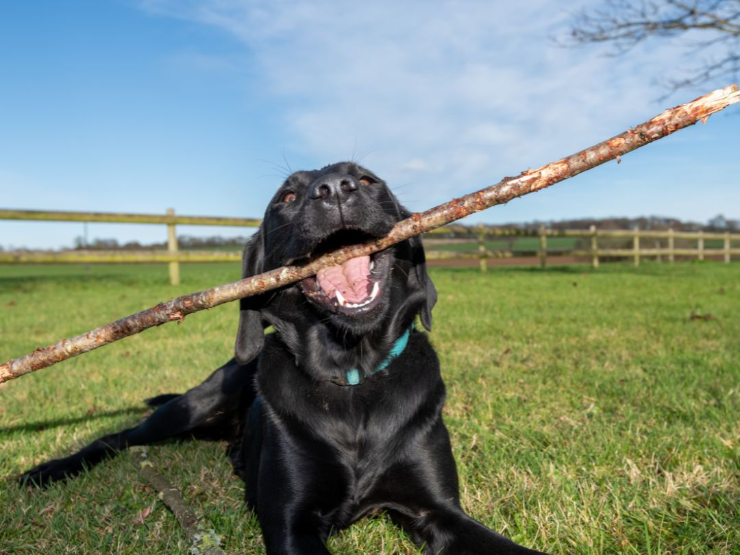 Labrador-freundlicher-charakter Freundlicher und glücklicher Labrador mit Stock