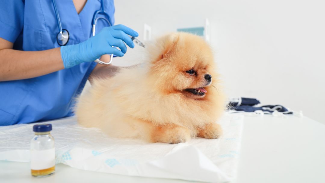 Leptospirose-hund-op-Behandlung Hund bekommt Antibiotika injiziert gegen Leptospirose.