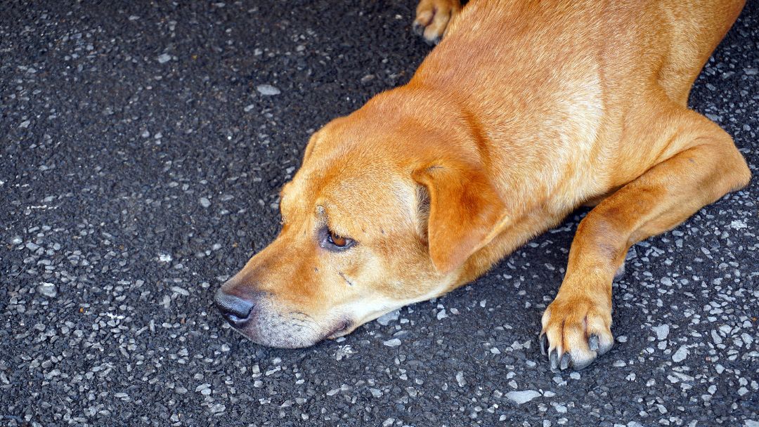 Leptospirose-hund-symptome Hund wirkt stark abgeschlagen, ein häufiges Symptom von Leptospirose.