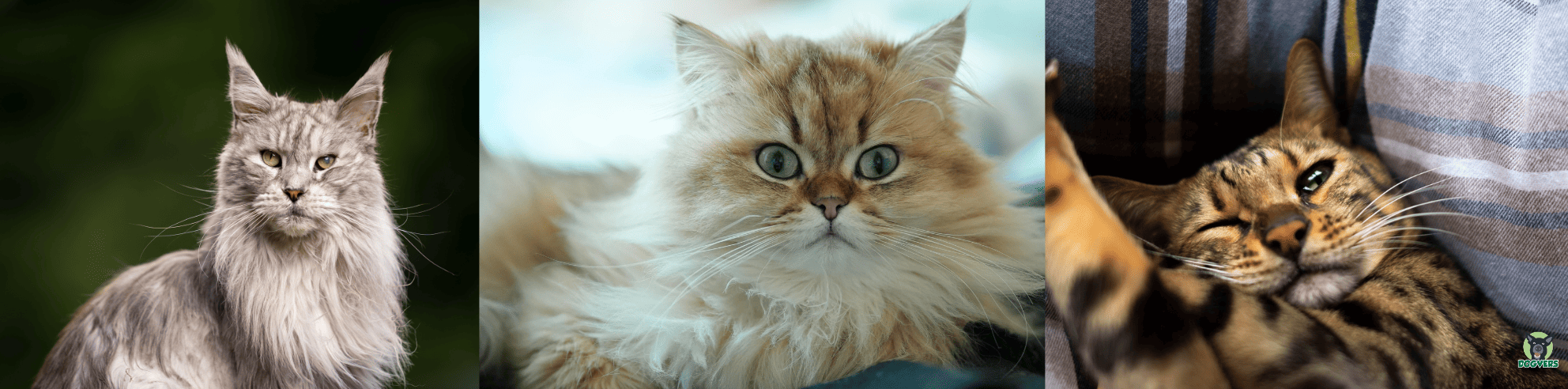 Maine Coon Perserkatze und Bengalkatze Portraits Maine Coon Perserkatze und Bengalkatze Portraits