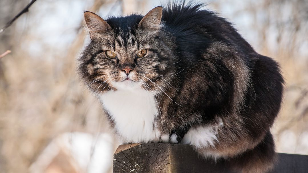 Norwegische-Waldkatze-Pflege-geschichte Norwegische Waldkatze.