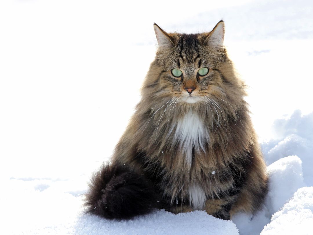 Norwegische-Waldkatze-Steckbrief Norwegische Waldkatze im Schnee. Das dichte Fell dieser Rasse hält sie auch bei niedrigen Temperaturen warm.