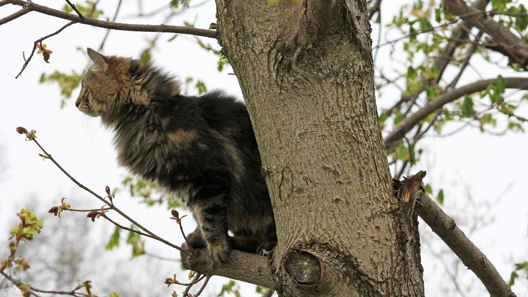 Norwegische-Waldkatze-kätzchen-zucht Junge Norwegische Waldkatze sitzt auf Baum.