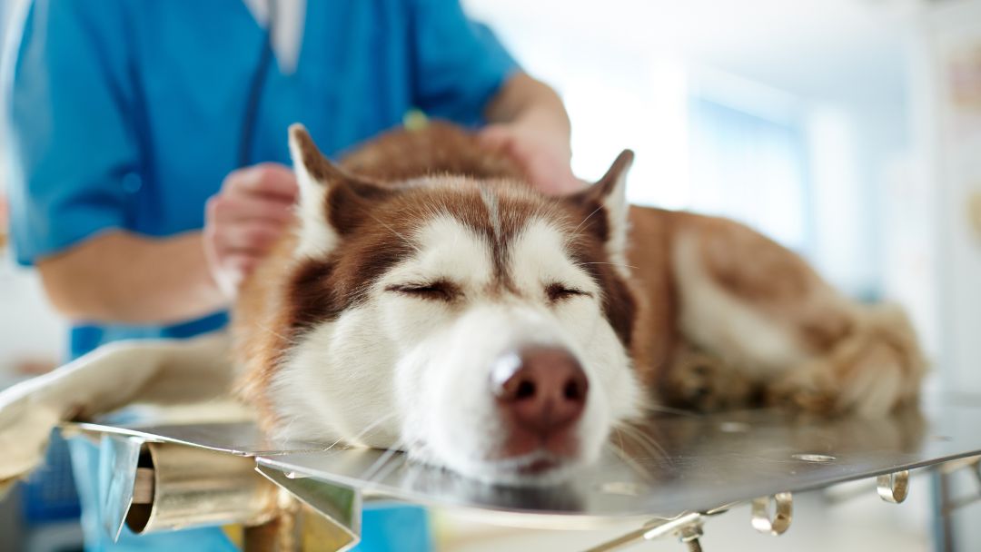Parvovirose-Hund-Diagnose Hund mit Parvovirose wird vom Tierarzt diagnostiziert.