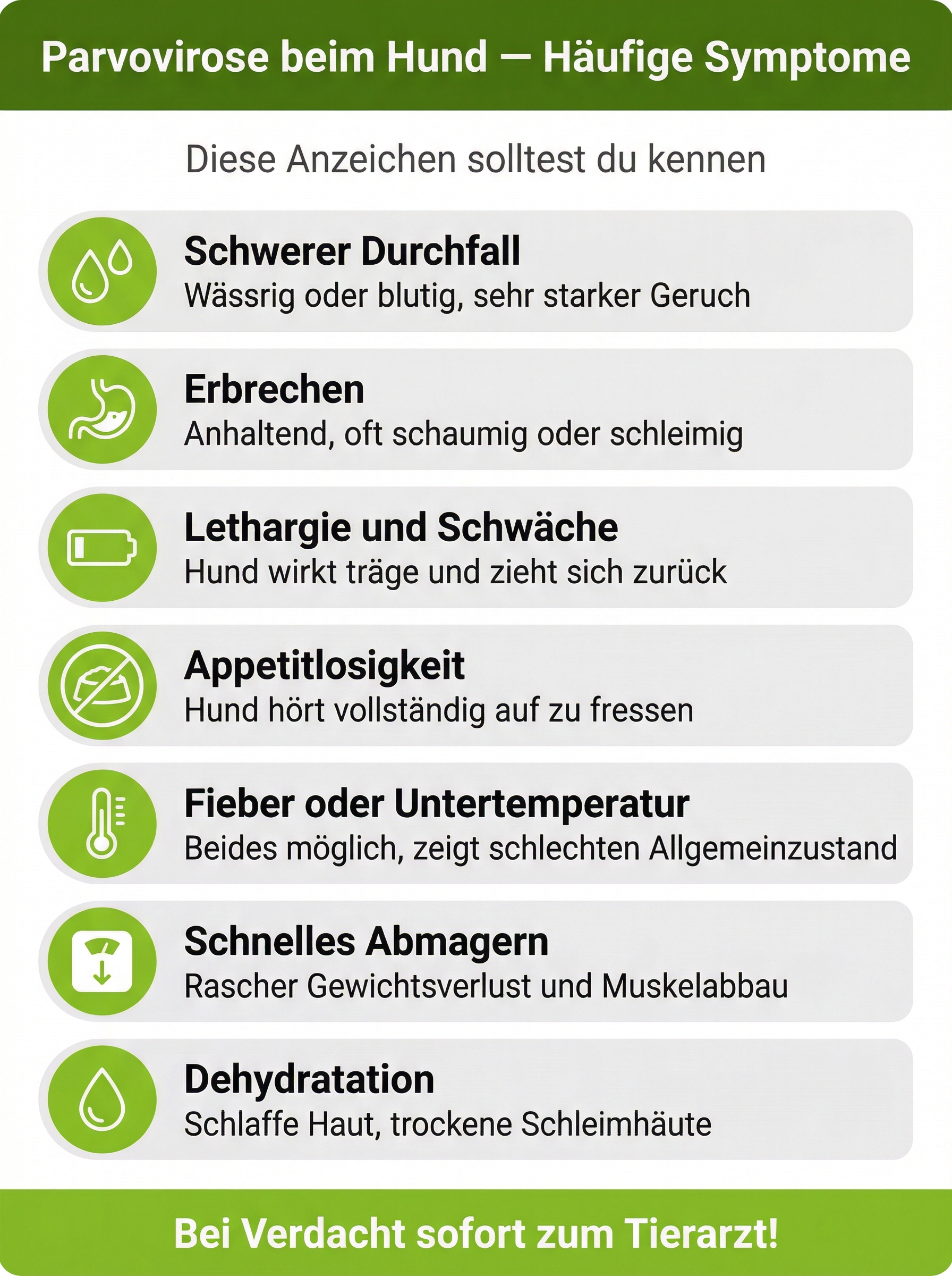 Parvovirose-Hund-symptome-Infografik Infografik mit den häufigsten Symptomen von Parvovirose bei Hunden