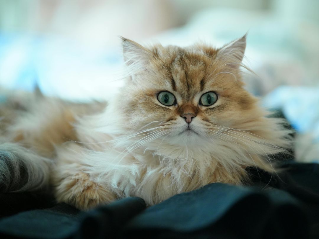 Perserkatze-Aussehen-Geschichte Typische Perserkatze mit orangenem Fell und Streifen.