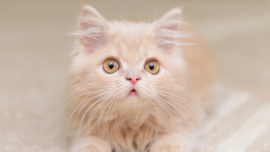 Perserkatze-Kätzchen-Zucht Perserkatzen Baby. Kätzchen