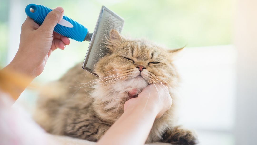 Perserkatze-Pflege-Haltung Perserkatze wird gebürstet. Das lange Fell dieser Rasse benötigt viel Pflege.