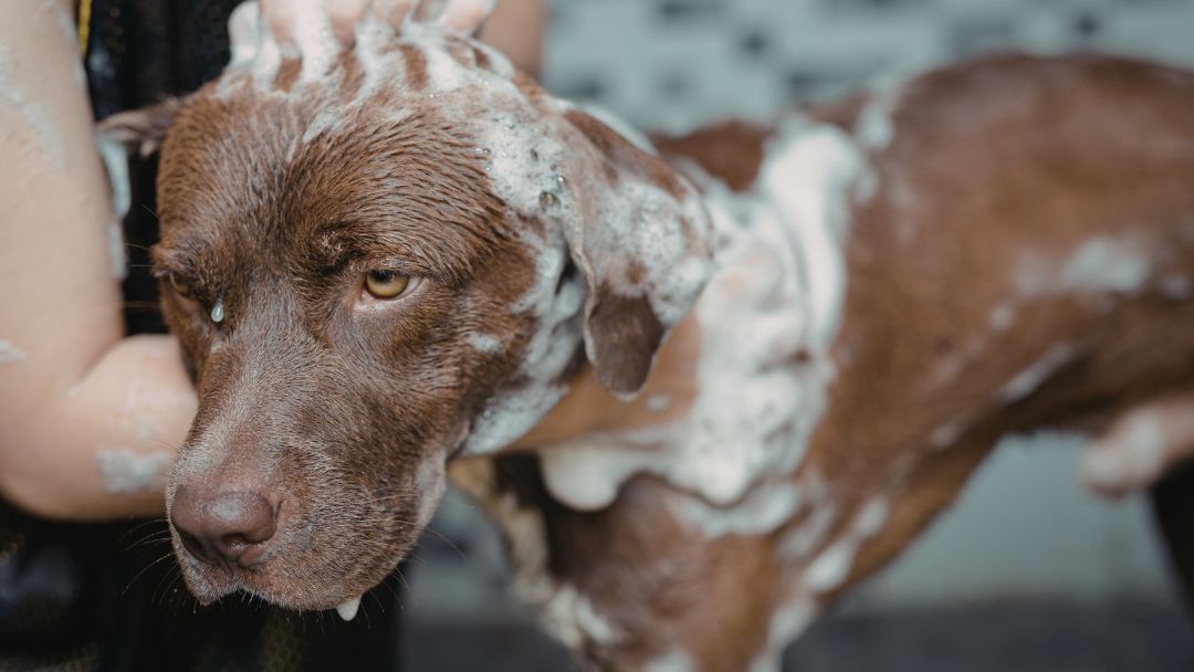 Räude-hund-diagnose-behandlung Hund wird gewaschen mit Shampoo. Medikamentöses Shampoo wird oft zur Behandlung von Räude benutzt.