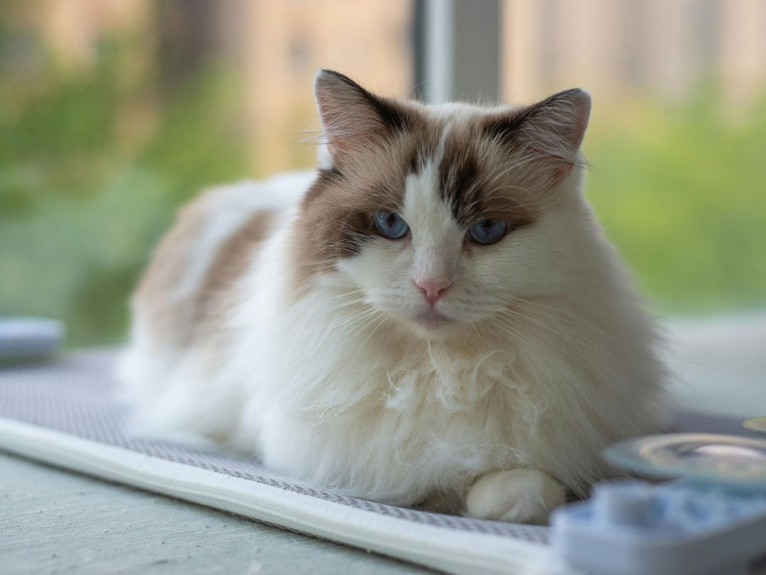 Ragdoll-Katze-Charakter Ragdoll-Katze liegt entspannt. Diese Katzen haben einen menschenbezogenen und ruhigen Charakter.