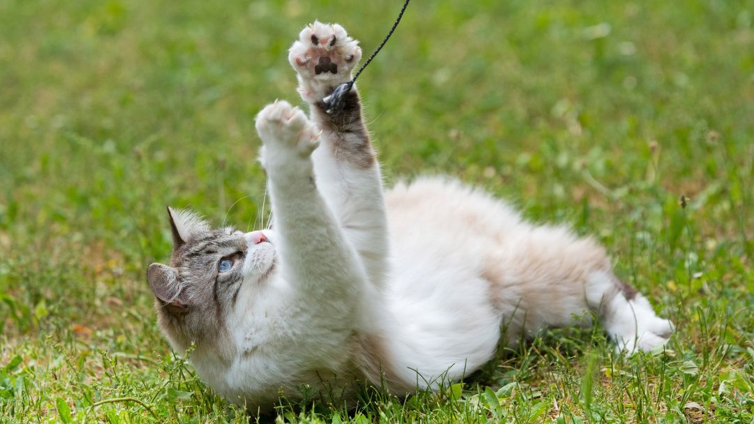Ragdoll-Katze-Ernährung-Gesundheit Ragdoll Katze beim Spielen. Bewegung ist wichtig, um diese Rasse gesund zu halten