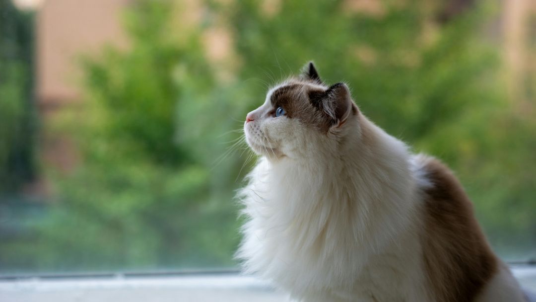 Ragdoll-Katze-Pflege-Haltung Rektor Katze schaut aus dem Fenster. Diese Rasse ist sehr gemütlich und leicht zu halten. Benötigt aber viel Pflege aufgrund des langen Fells.