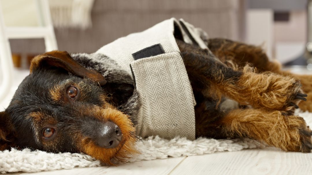 Rauhaar-Dackel-haltung-pflege Rauhaar-Dackel liegt faul rum. Diese Hunde brauchen zwar viel Bewegung, aber auch Ruhe ist in der Haltung wichtig.