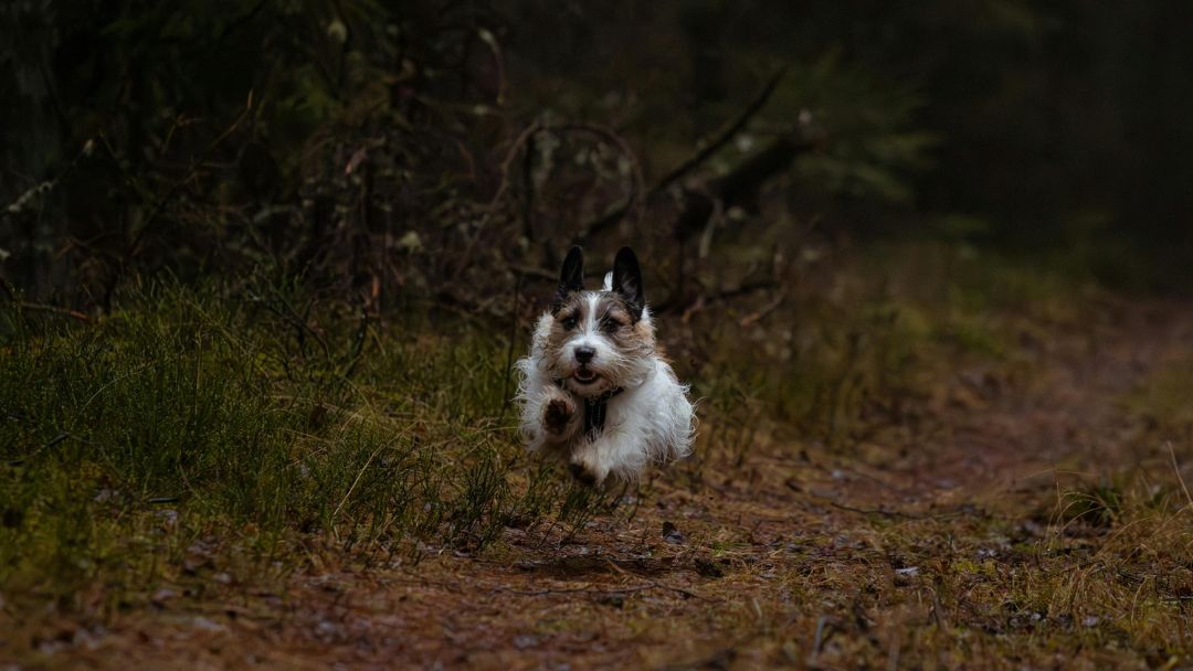 Rauhaar-Jack-Russel-Terrier-Aktiv Rauhaar Jack Russel Terrier rennt durch den Wald, Vorsicht vor Jagdtrieb.