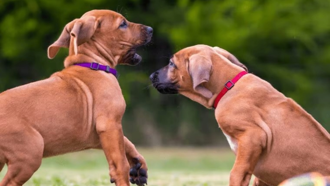 Rhodesian-Ridgeback-Welpen (1) Rhodesian Ridgeback Welpen 1