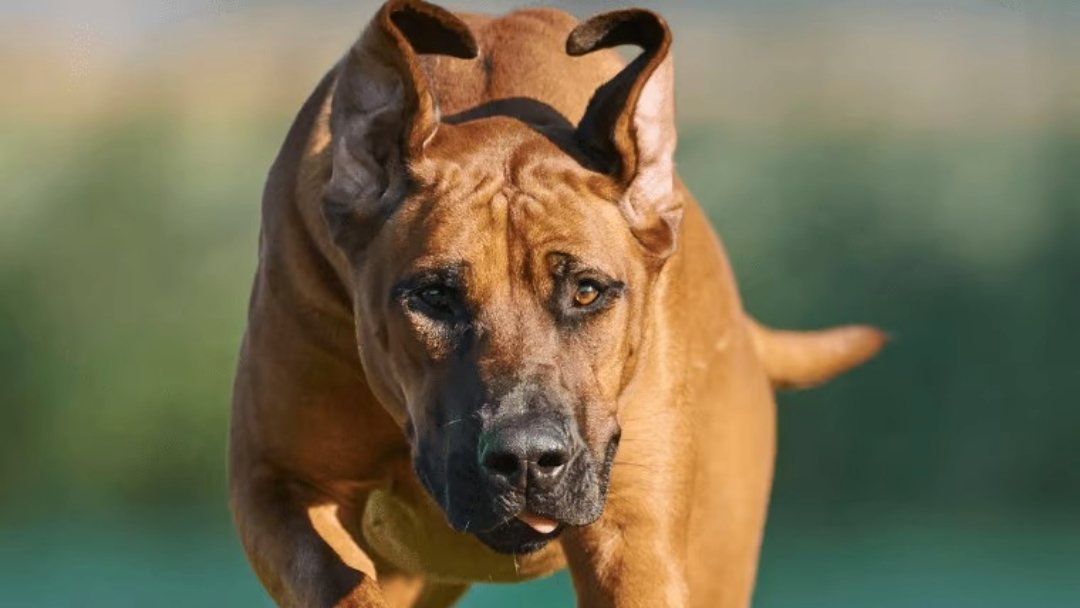 Rhodesian-Ridgeback-im-Lauf (1) Rhodesian Ridgeback im Lauf 1