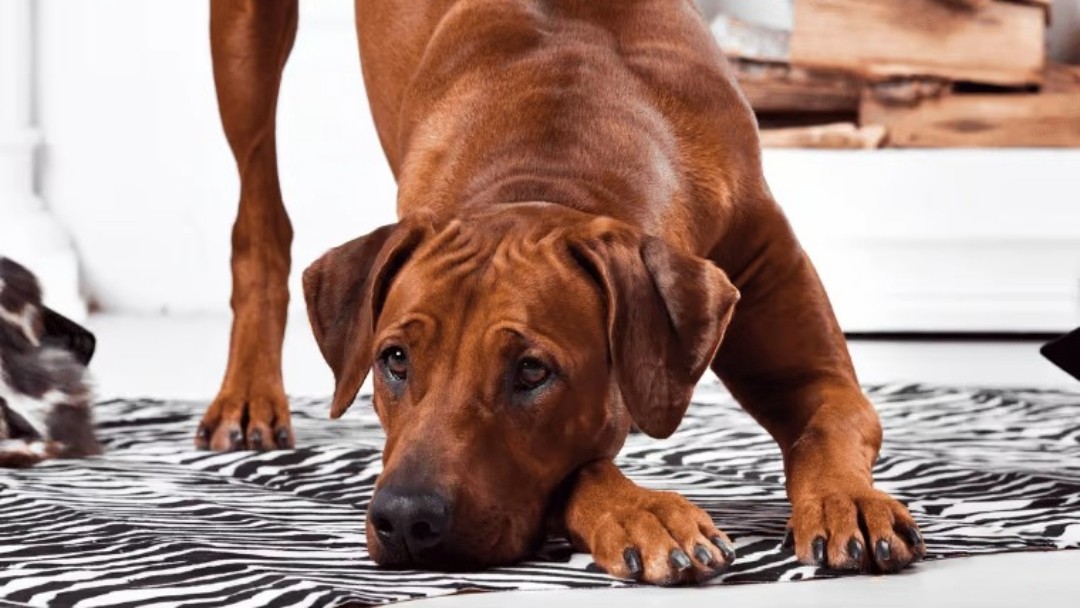 Rhodesian-Ridgeback-spielt (1) Rhodesian Ridgeback spielt 1
