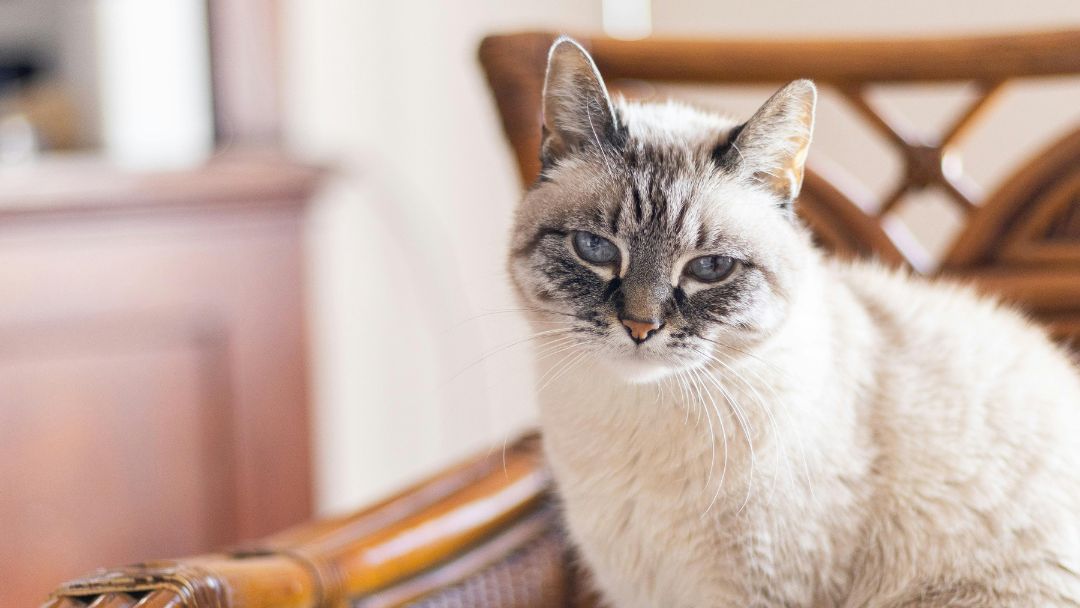 Siamkatze-Pflege-Gesundheit Siamkatze mit etwas längerem Fell. Exemplare wie dieses brauchen etwas mehr Pflege
