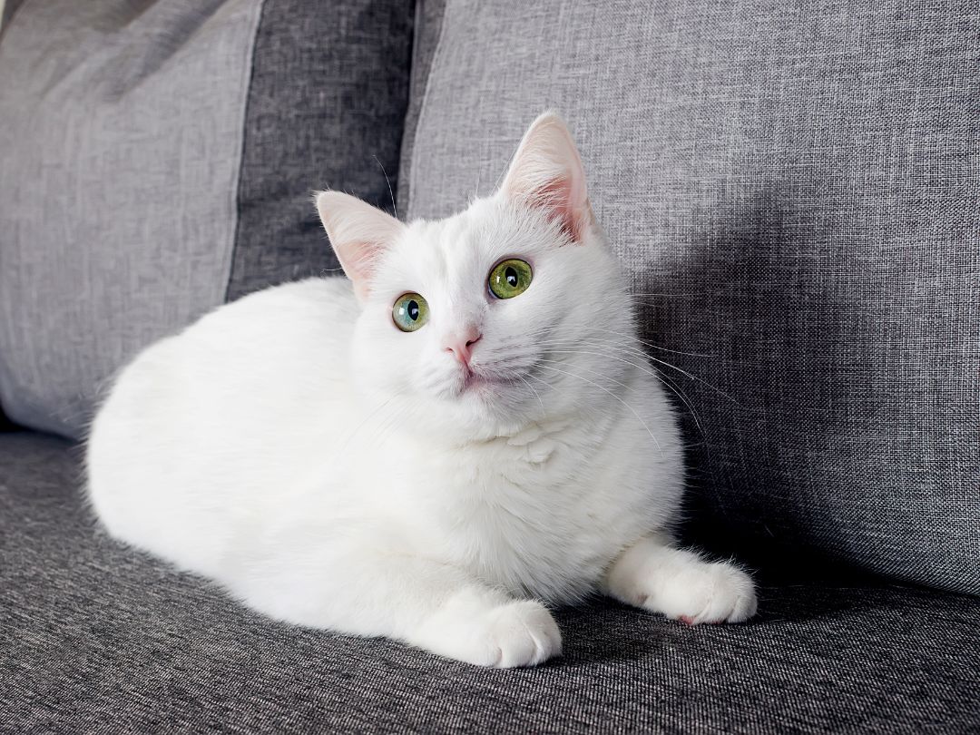 Türkisch Angora-Charakter Türkische Angora-Katze schaut freundlich. Diese Rassen haben einen sehr menschenbezogenen Charakter.